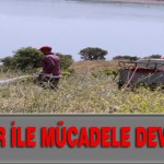 Çekirgeler İle Mücadele Devam Ediyor