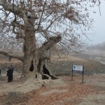 Tarihi Çınar Rekreasyon Projesi Hayata Geçiyor