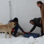 Sokak Hayvanlarına Yem Bırakılıyor