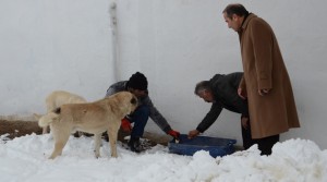Sokak Hayvanlarına Yem Bırakılıyor