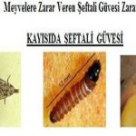 Kayısıda Şeftali Güvesi