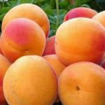 2016 Yılı Kayısı Rekolte Tahmini Açıklandı