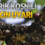 Kayısı Ağaçlarında Erik Koşnili hastalığı