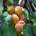 Kayısıda Yaprak Delen(Çil) Hastalığı