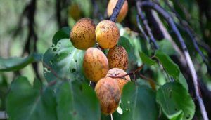 Kayısıda Yaprak Delen(Çil) Hastalığı