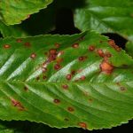 Kayısıda Yaprak Delen(Çil) Hastalığı