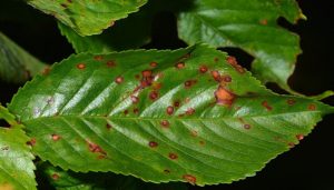 Kayısıda Yaprak Delen(Çil) Hastalığı