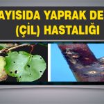 Kayısıda Yaprak Delen(Çil) Hastalığı