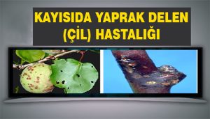 Kayısıda Yaprak Delen(Çil) Hastalığı