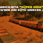 Arıcılıkta “Süper Gıda”: Malatya’nın Arı Sütü Mercek Altında!