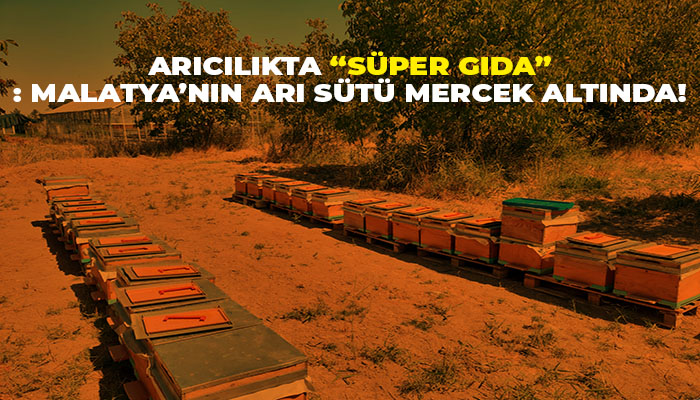 Arıcılıkta “Süper Gıda”: Malatya’nın Arı Sütü Mercek Altında!