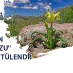 Yamadağı’nda Gizemli Tür “Peşmen Nevruzu” Görüntülendi!