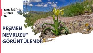 Yamadağı’nda Gizemli Tür “Peşmen Nevruzu” Görüntülendi!