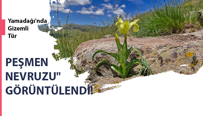 Yamadağı’nda Gizemli Tür “Peşmen Nevruzu” Görüntülendi!