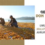 Geçen Yıl Don Vurdu, Bu Yıl Umut Yeşerdi: Malatya Kayısısı Avrupa Yolunda