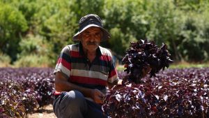 Arapgir’in “Mor Altını”nda Hasat Zamanı: Eşsiz Koku Tarlalardan Yükseliyor